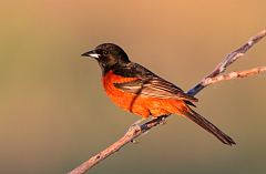 Orchard Oriole