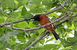 Orchard Oriole