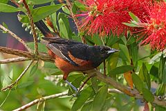 Orchard Oriole