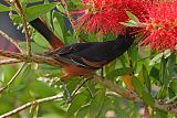 Orchard Orioleborder=