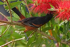 Orchard Oriole