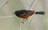 Orchard Orioleborder=