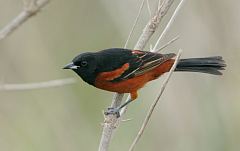 Orchard Oriole