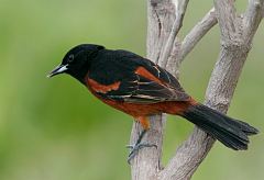 Orchard Oriole