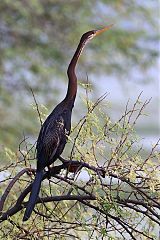 Oriental Darter