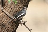 Oriental Magpie-Robinborder=