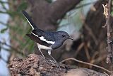Oriental Magpie-Robinborder=
