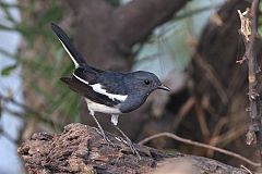 Oriental Magpie-Robin