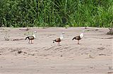 Orinoco Gooseborder=