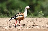 Orinoco Gooseborder=