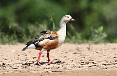 Orinoco Goose