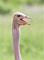 Common Ostrich Common Ostrich