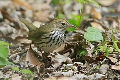 Ovenbird