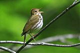 Ovenbird