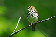 Ovenbird