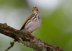 Ovenbird