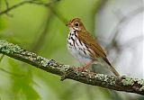 Ovenbird