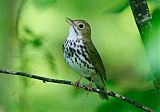 Ovenbird