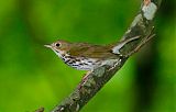 Ovenbird