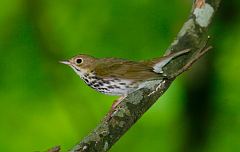 Ovenbird