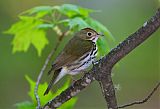 Ovenbird