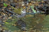 Ovenbird