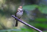 Ovenbird