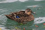 Pacific Black Duck