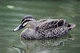 Pacific Black Duck