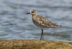 Pacific Golden-Plover