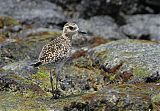 Pacific Golden-Plover