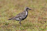 Pacific Golden-Plover