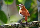 Pale-legged Hornero