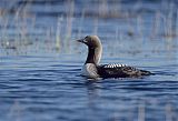 Pacific Loon