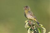 Painted Bunting