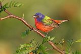 Painted Bunting