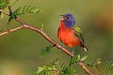 Painted Bunting