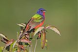 Painted Bunting