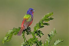 Painted Bunting