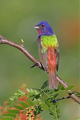 Painted Bunting