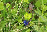 Painted Bunting