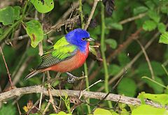 Painted Bunting