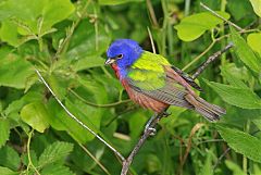 Painted Bunting