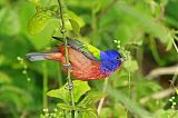 Painted Bunting