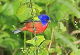 Painted Bunting