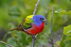 Painted Bunting