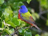 Painted Bunting