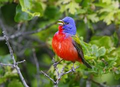 Painted Bunting