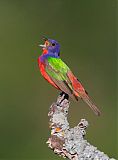 Painted Bunting