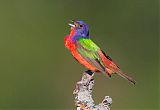 Painted Bunting